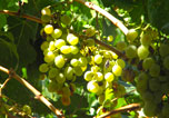 Grape harvest at The Iconpainter